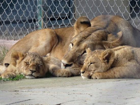 Bosphorus Zoo