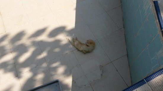 Ντολμά Μπαχτσέ